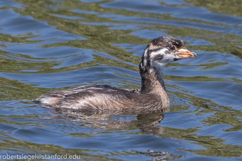 emily renzel wetlands